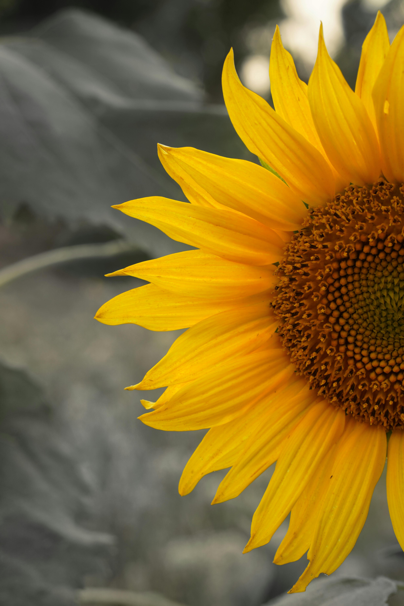 Girasol como referencia visual de higiene y cuidado